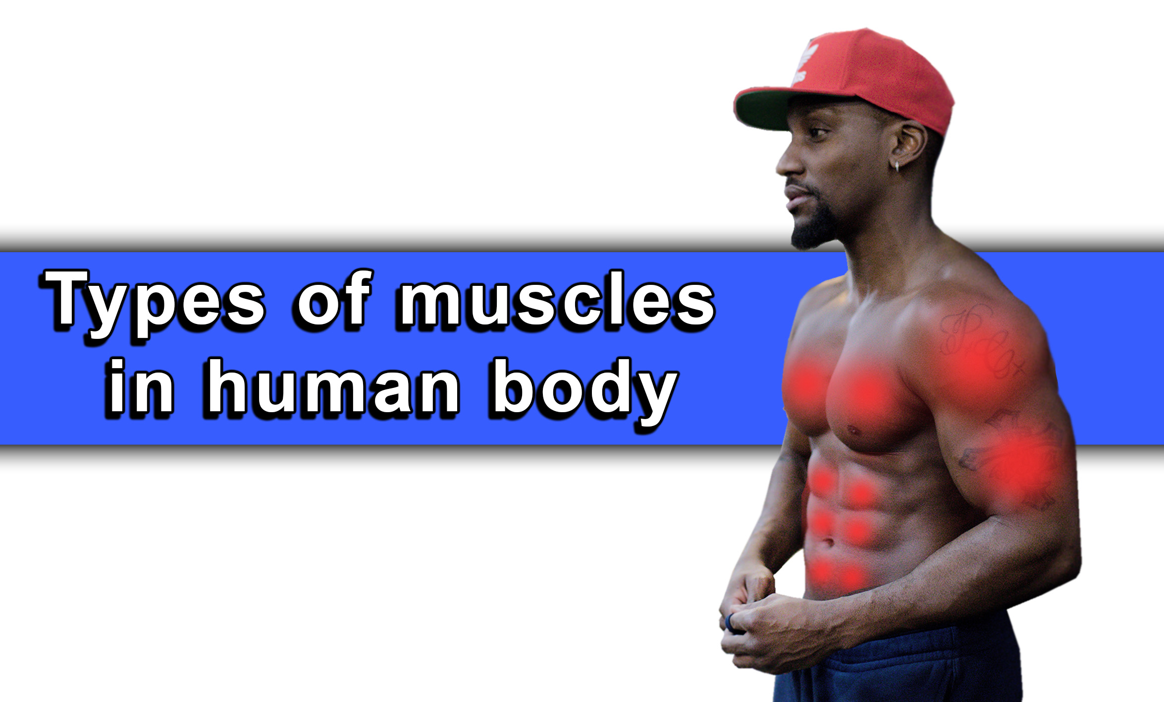 Types of muscles in human body
